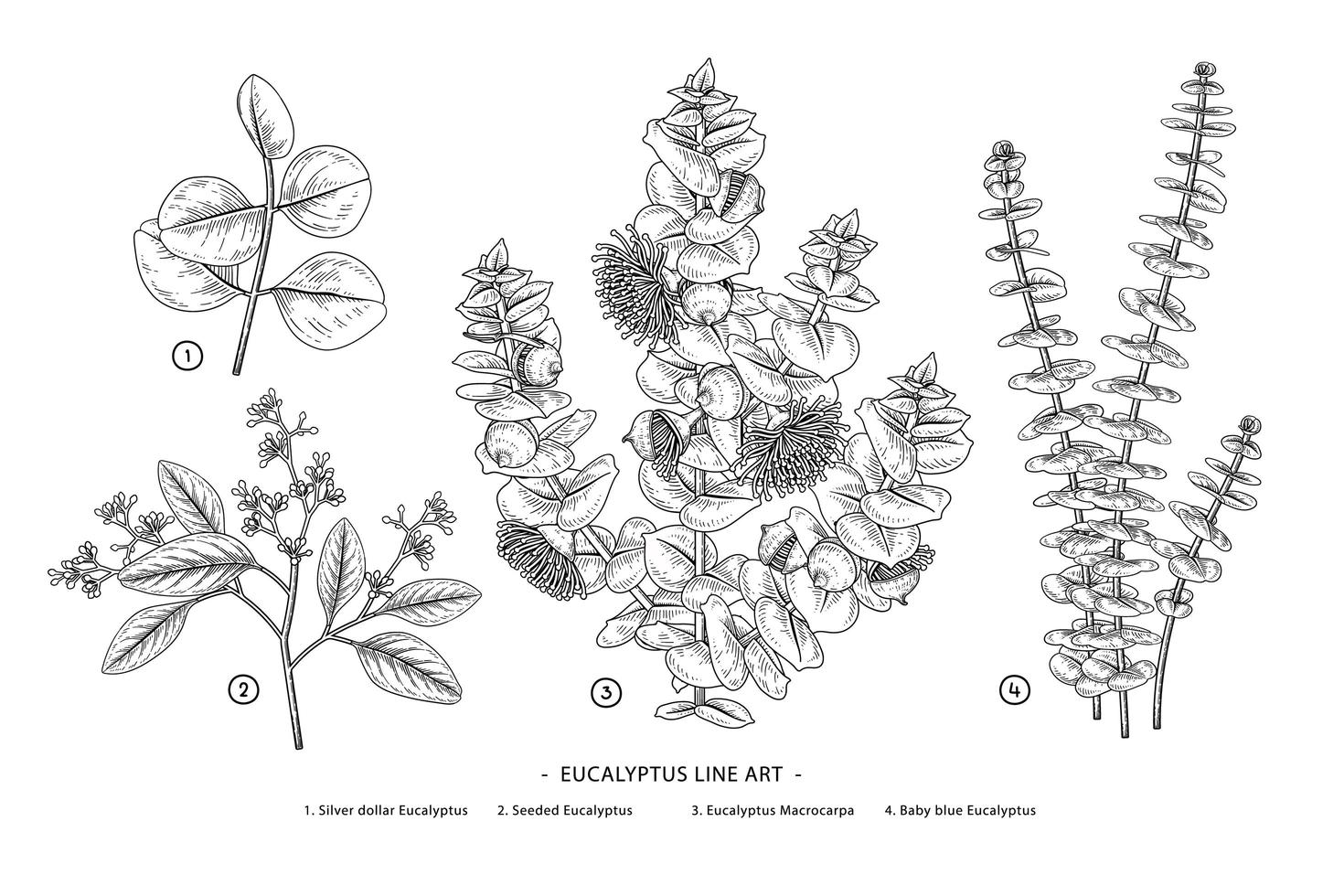 ramo de eucalipto conjunto decorativo vetor de elementos botânicos desenhados à mão