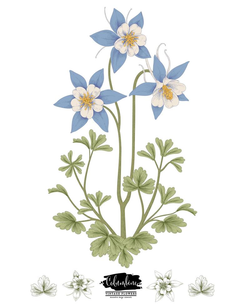 ramo de columbine azul com flores e folhas vintage mão desenhada ilustrações botânicas vetor