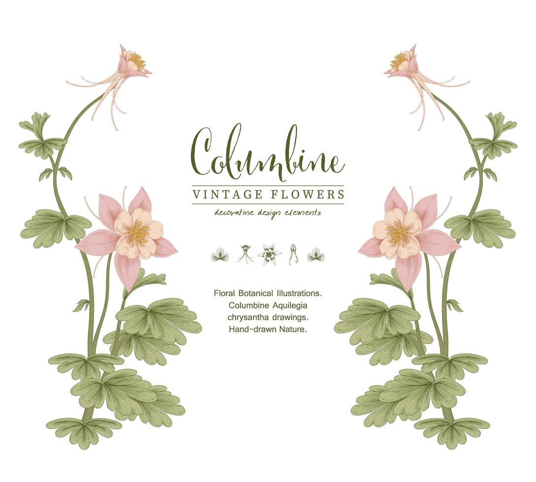 rosa columbine flor vintage mão desenhada ilustrações botânicas modelo de cartão de convite vetor