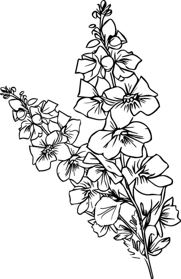 Preto e branco esboço vetor delfínio coloração livro página para adultos e crianças flores delfínio com folhas brotos desenhado à mão Larkspur flores, jyly nascimento flor lápis arte.