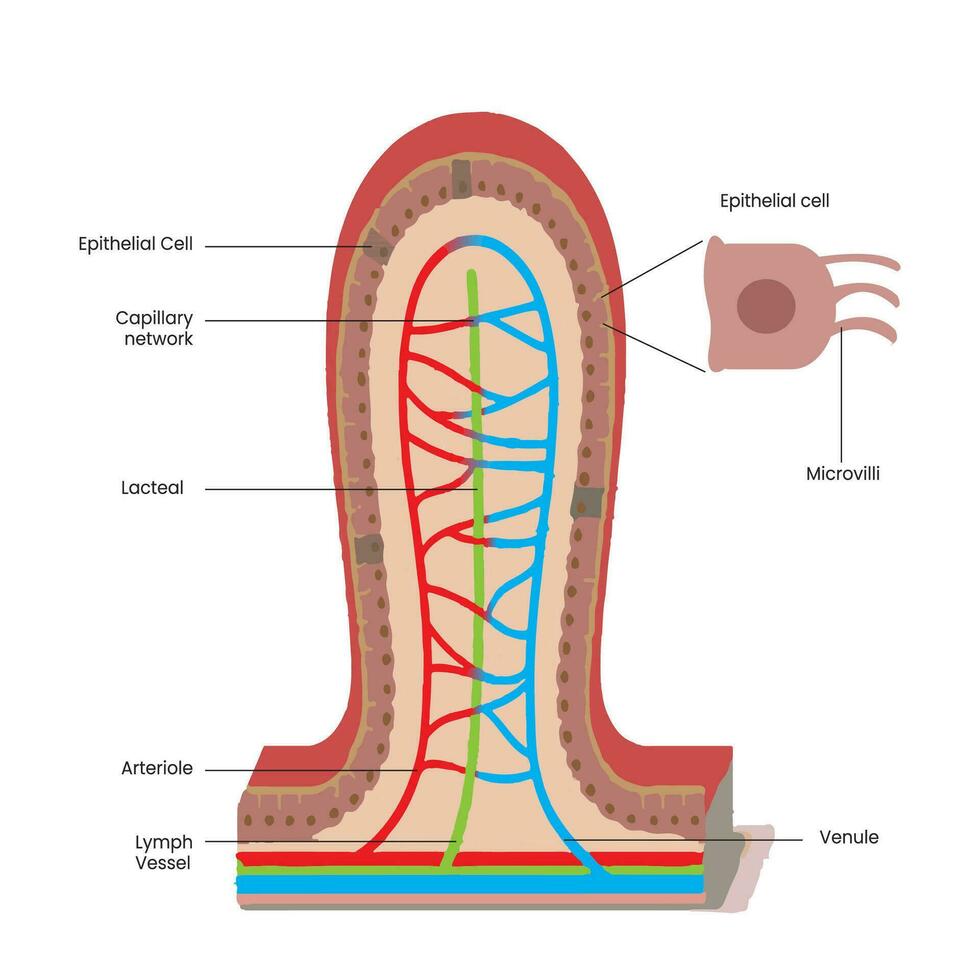 intestinal vilosidades é aumentar a nutriente absorção dentro pequeno intestino vetor