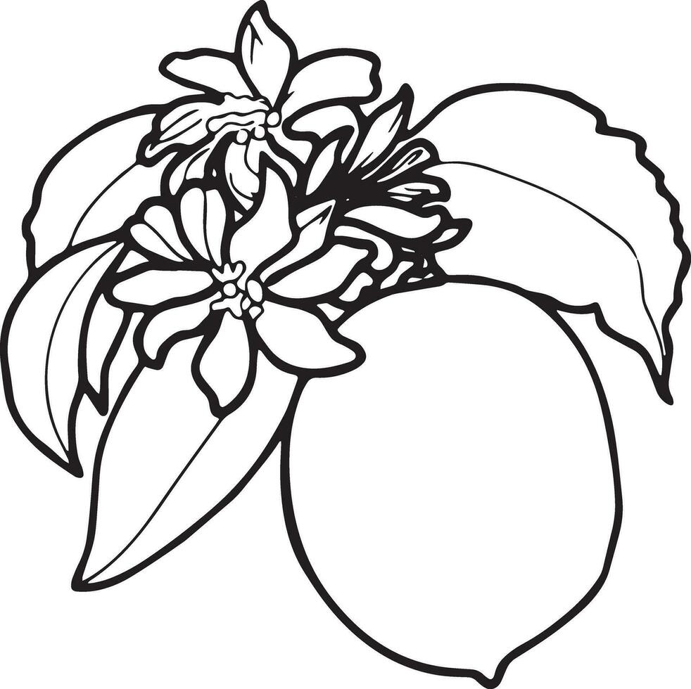 contorno desenhando do limão com folhas e flores eps botânico gráficos ilustração para adesivos, padrões, invólucro papel, cartões postais, projeto, tecido, impressões em roupas, bordado. vetor
