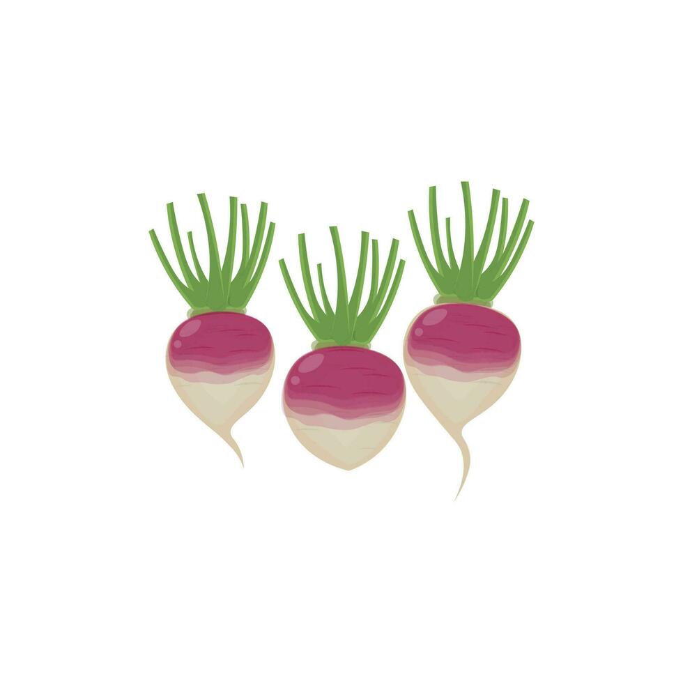 roxa nabo vegetal vetor ilustração logotipo