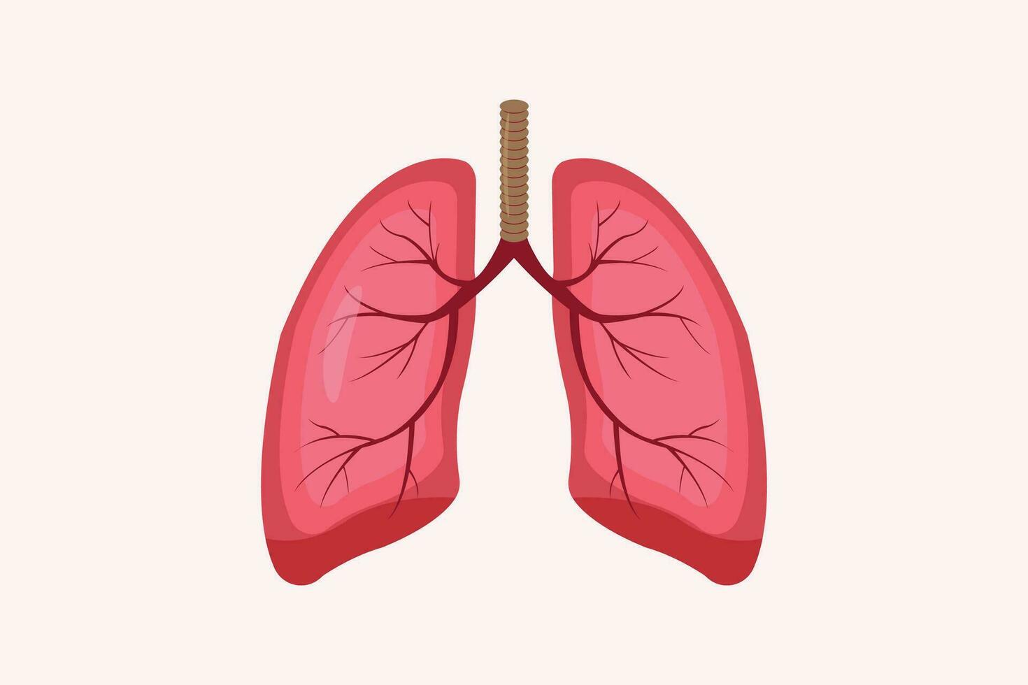 ilustração do humanos pulmão isolado em branco fundo. Educação ilustração. eps 10 vetor