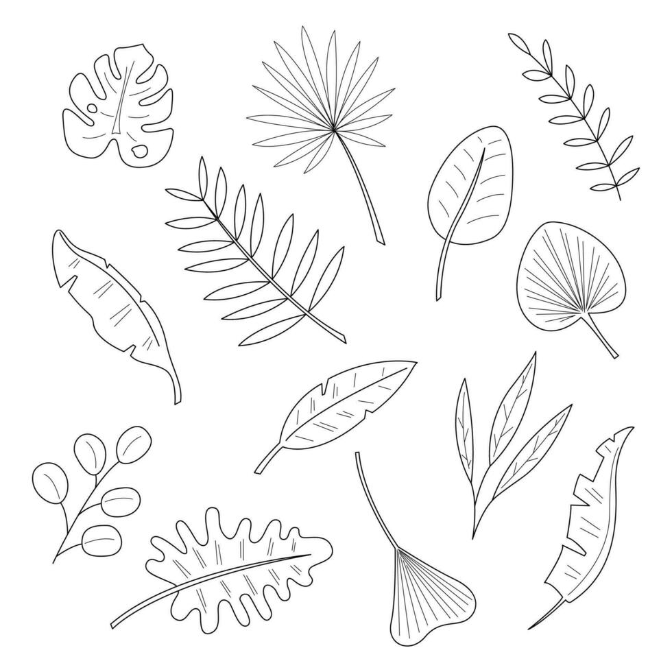 ampla conjunto do 13 diferente Palma folhas. rabisco Preto e branco vetor ilustração.