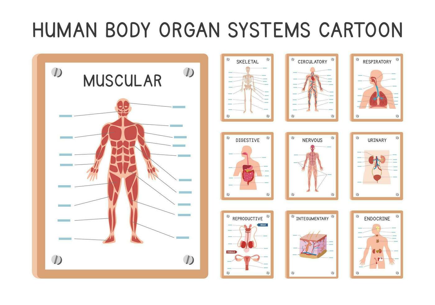humano órgão sistemas diagrama poster clipart desenho animado estilo vetor definir. muscular, esquelético, circulatório, respiratório, digestivo, urinário, endócrino, nervoso, tegumentar, reprodutivo sistema mão desenhado
