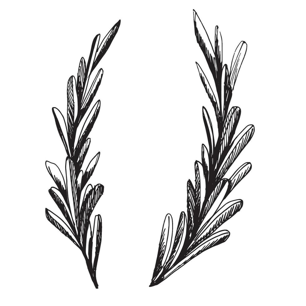 raminhos do ervas com folhas. gráfico ilustração, mão desenhado dentro Preto e branco. eps vetor. isolado objetos vetor