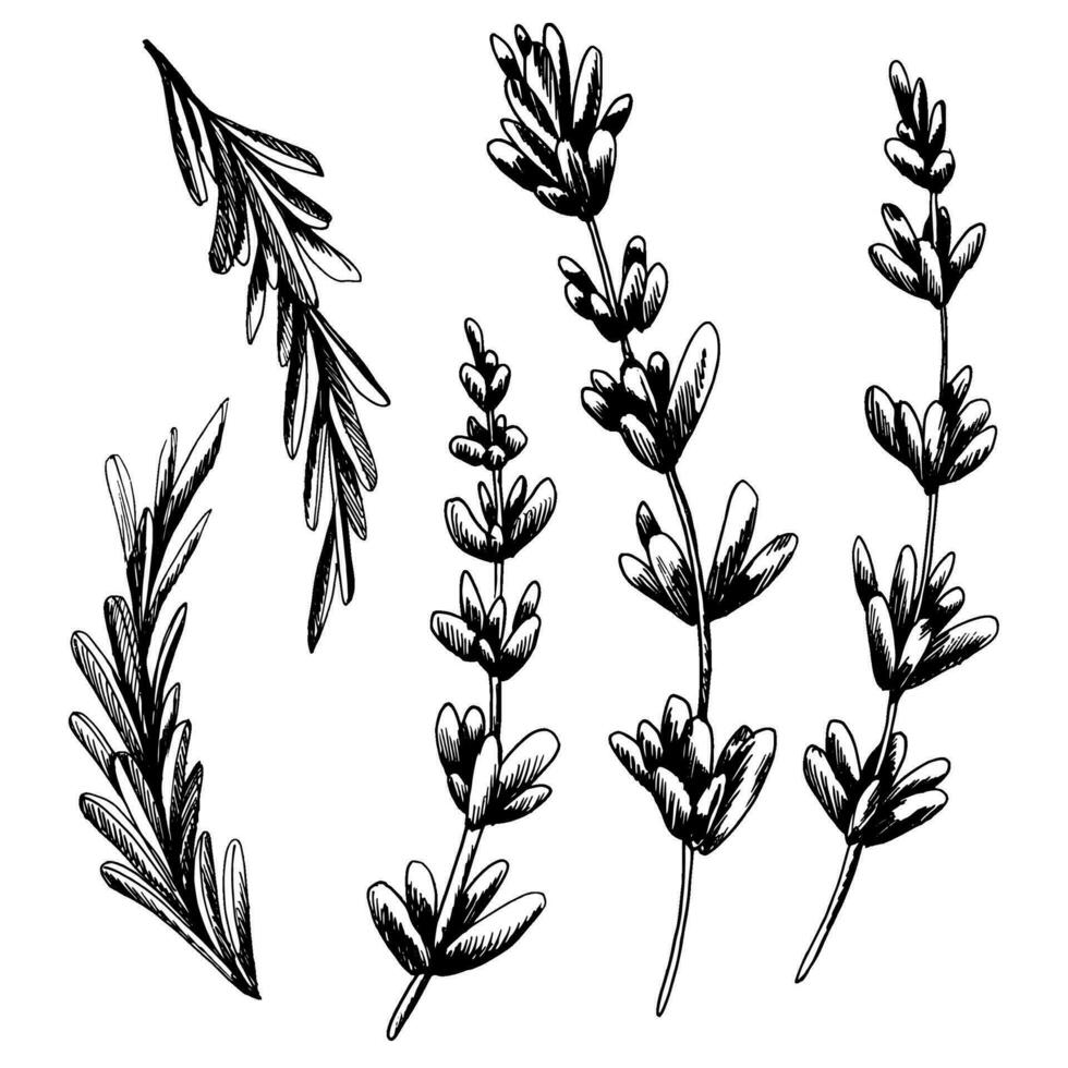 galhos, flores e folhas do lavanda Preto e branco. gráfico linear ilustração, mão retirou. vetor, eps. conjunto do isolado objetos vetor