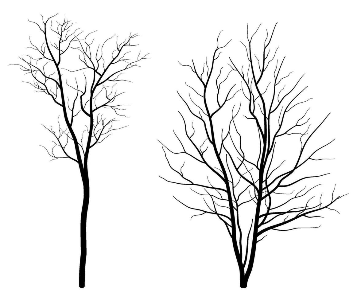 conjunto do decíduo nu árvore silhueta vetor