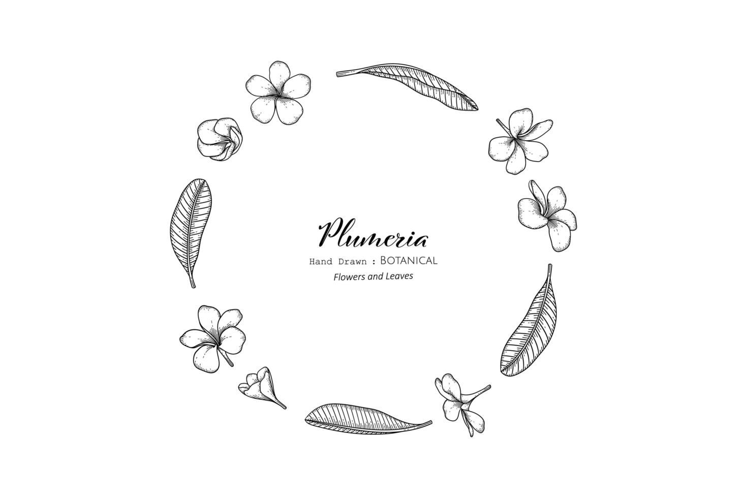 flor e folha de plumeria desenhadas à mão com ilustração botânica vetor