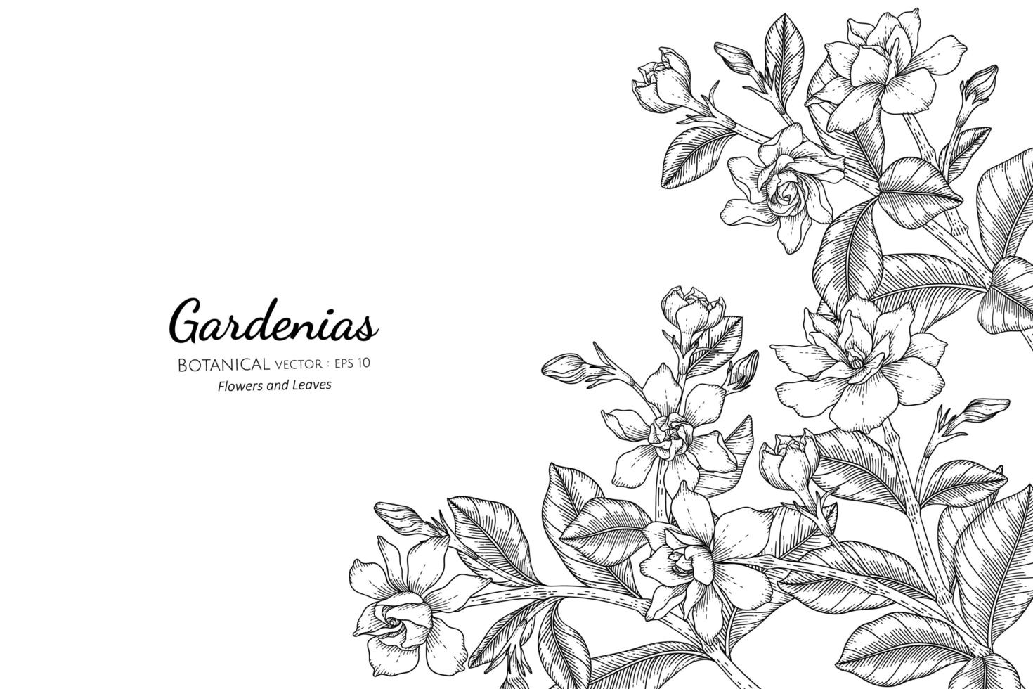 gardênias desenhadas à mão com flores e folhas vetor