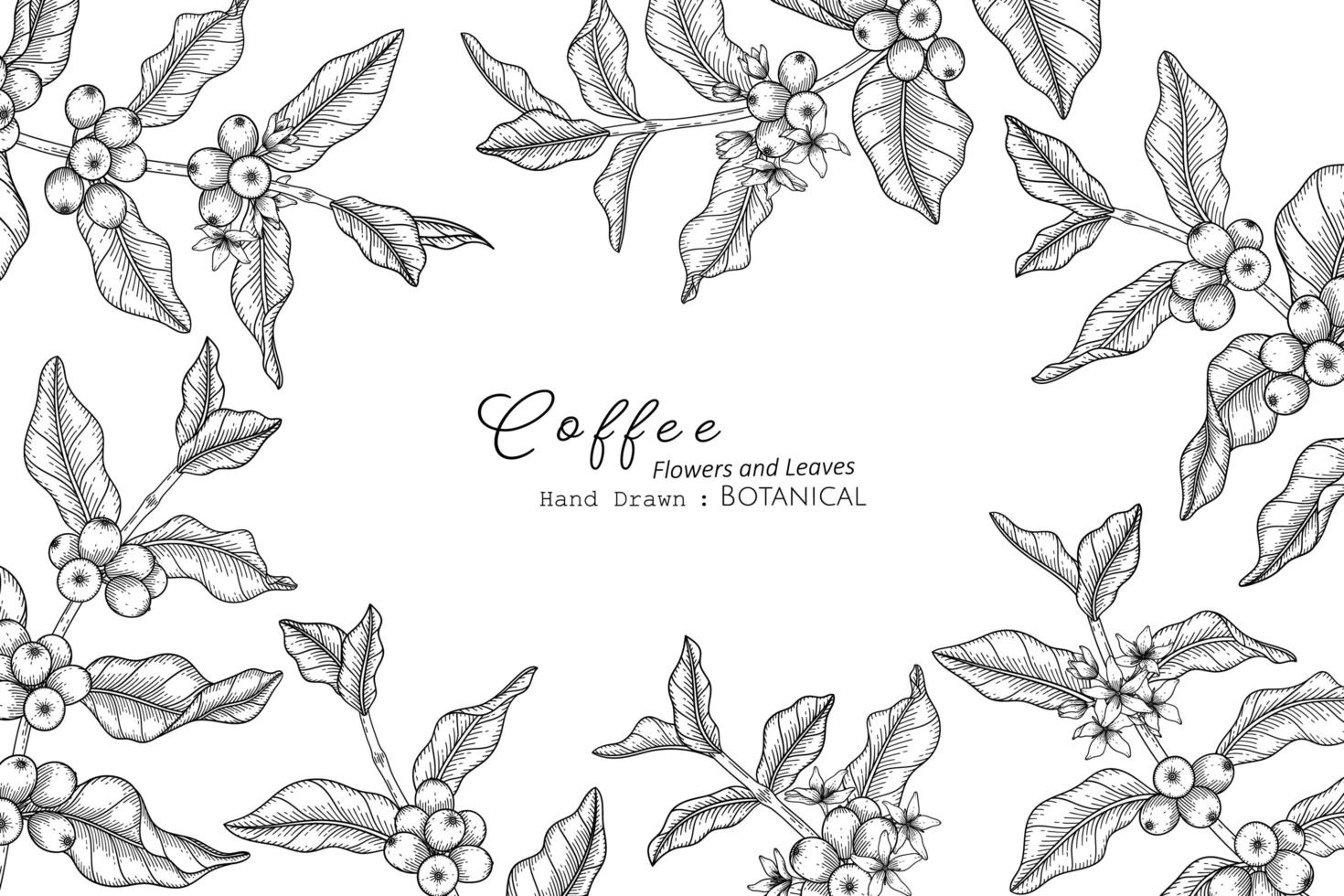 flor e folha de café desenhadas à mão ilustração botânica com arte de linha vetor