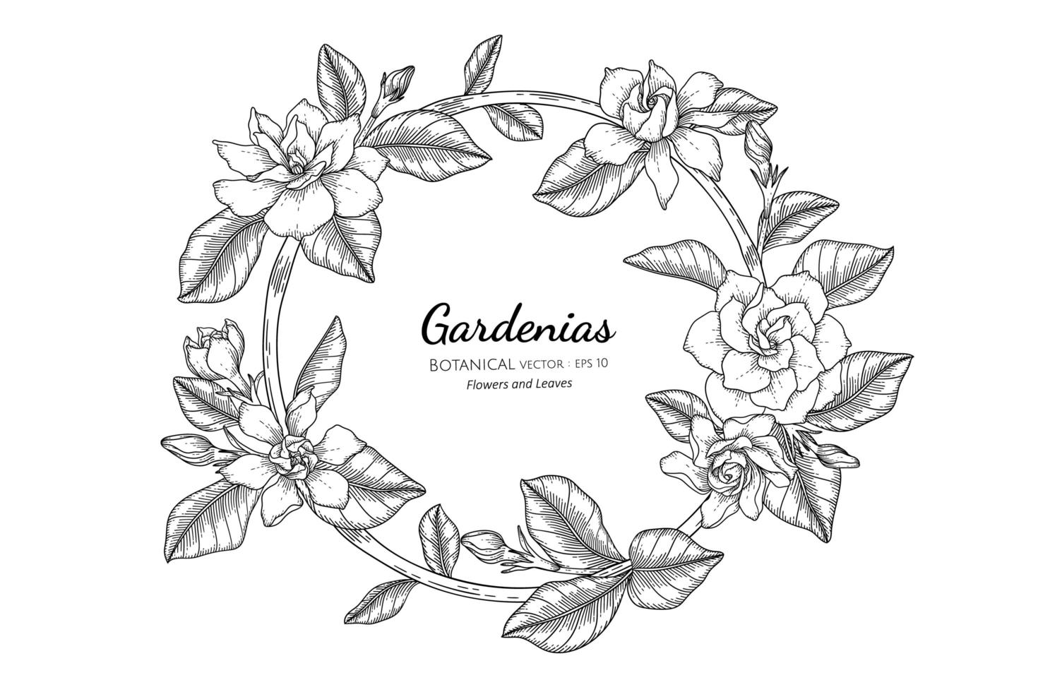 gardênias flor e folha desenhadas à mão ilustração botânica com arte de linha vetor