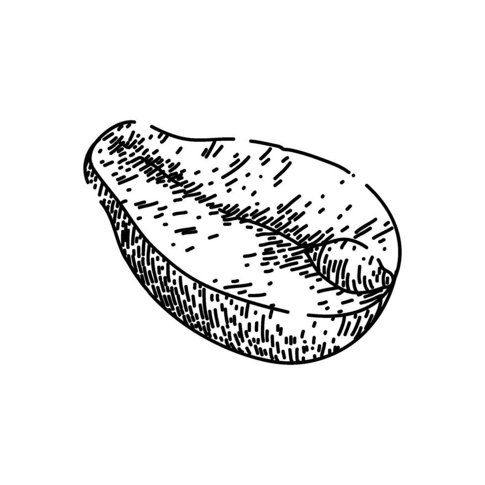 amendoim noz Comida cru esboço mão desenhado vetor