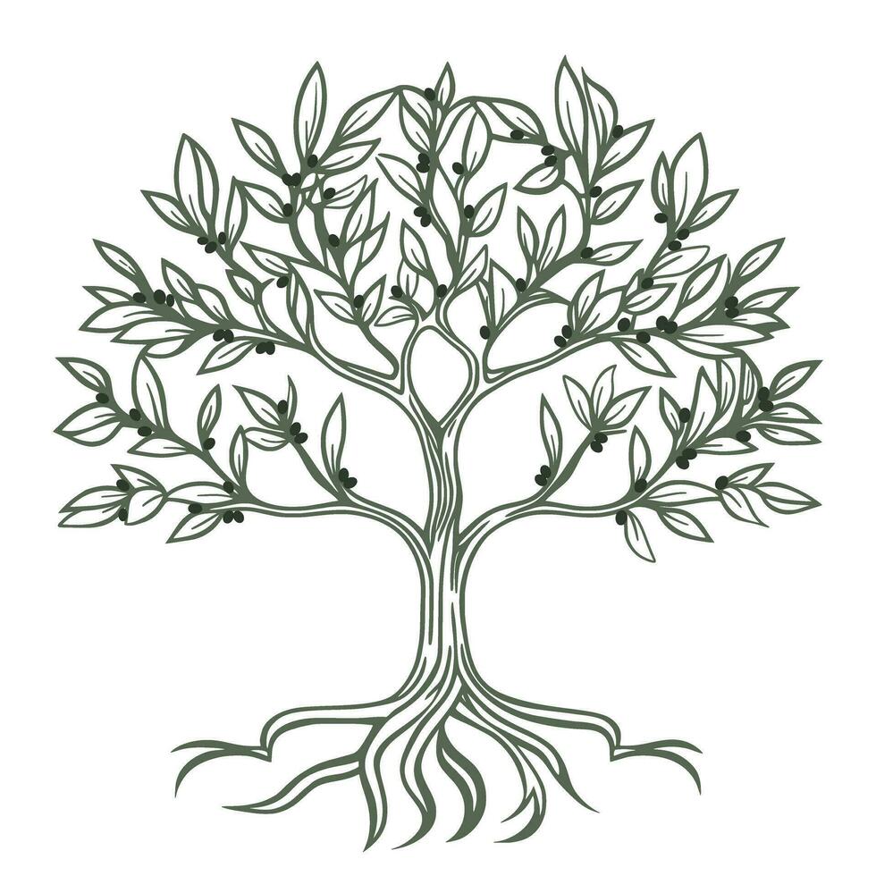 Oliva árvore mão gravação isolado ilustração vetor