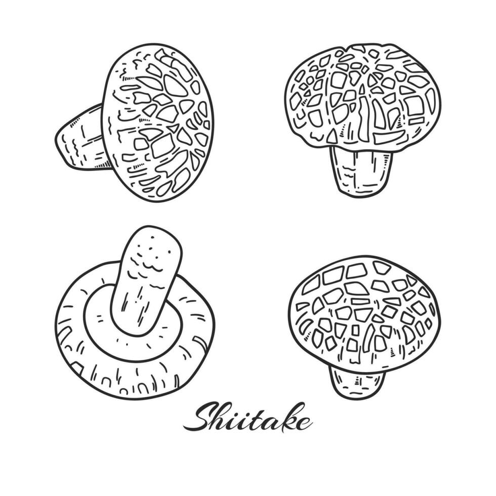 mão desenhado shiitake cogumelo conjunto vetor