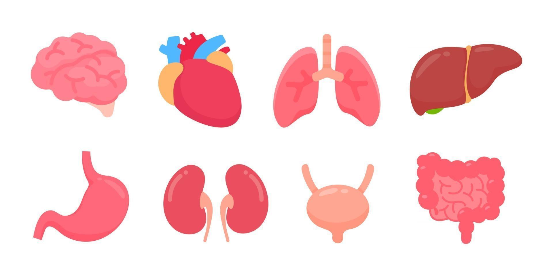 vetor órgãos humanos conceito de partes internas do corpo humano de estudo dos sistemas do corpo