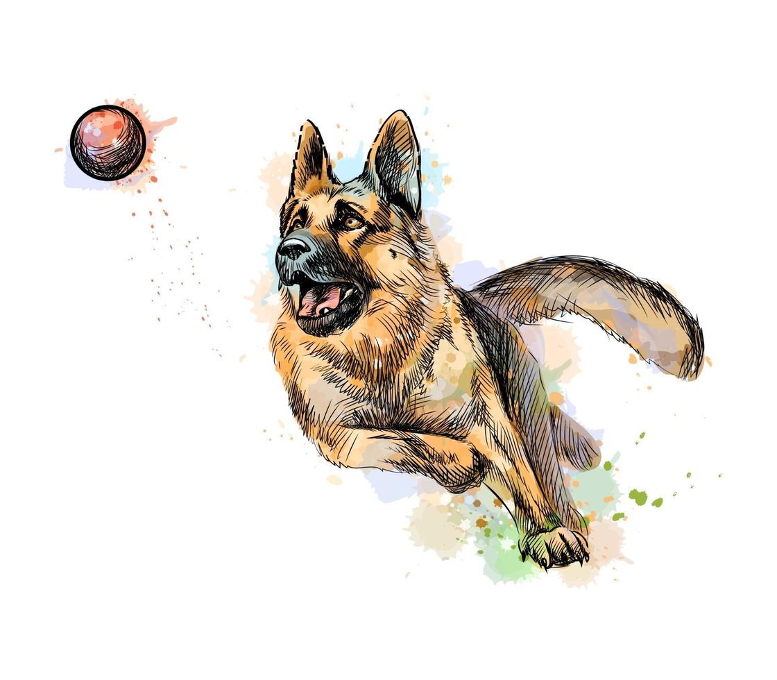 cão pastor alemão brincando e pegando uma bola com um toque de aquarela desenhado à mão desenho ilustração vetorial de tintas vetor