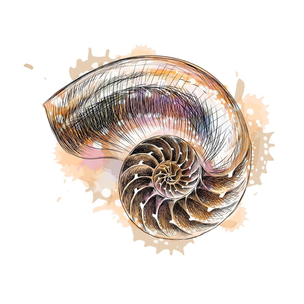 seção de concha de nautilus de um toque de aquarela desenho desenhado à mão ilustração vetorial de tintas vetor