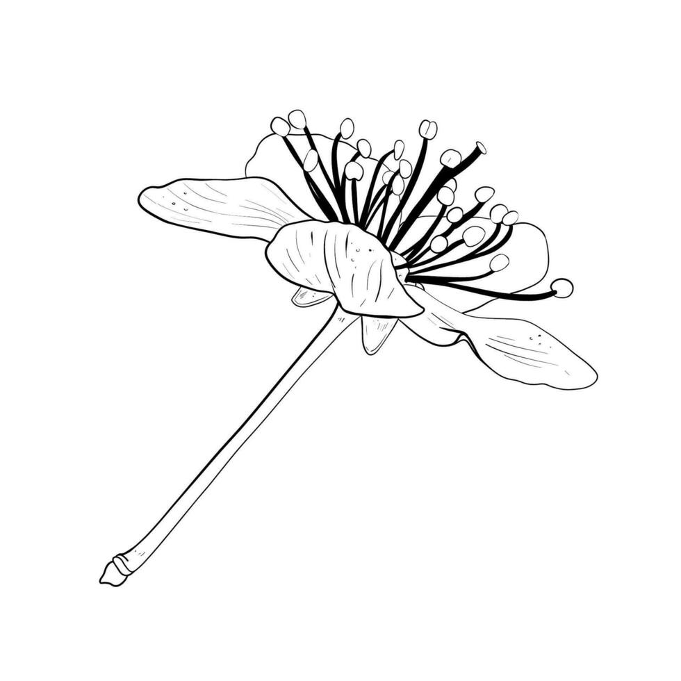 vetor ilustração do flor do cereja, sakura, maçã, ameixa, selvagem cereja ameixa, pássaro cereja. Preto esboço do pétalas, gráfico desenho. para cartão postal, Projeto e composição, decoração, impressões, adesivo