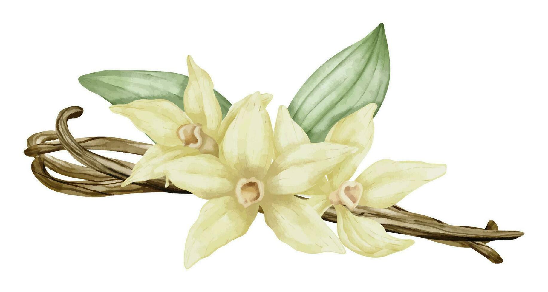 baunilha flor com Gravetos e verde folhas. aguarela mão desenhado ilustração do amarelo orquídea flor e vagens em branco isolado fundo. desenhando do ingrediente para cozinhando especiaria ou aroma óleos vetor