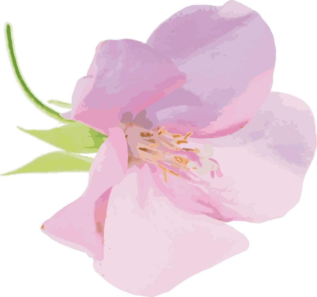 abstrato do fechar acima Rosa dombeya flor em branco fundo. vetor