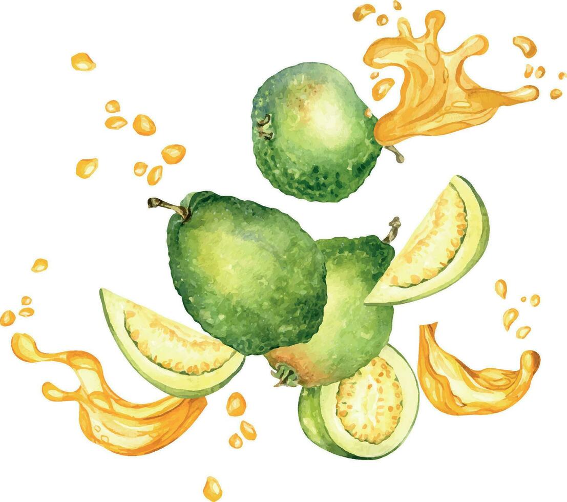 todo goiabas, fatias e metade com suco respingo aguarela ilustração isolado em branco fundo. tropical fruta, amarelo ver, solta guajava mão retirou. Projeto para invólucro, embalagem, rótulo, cardápio vetor