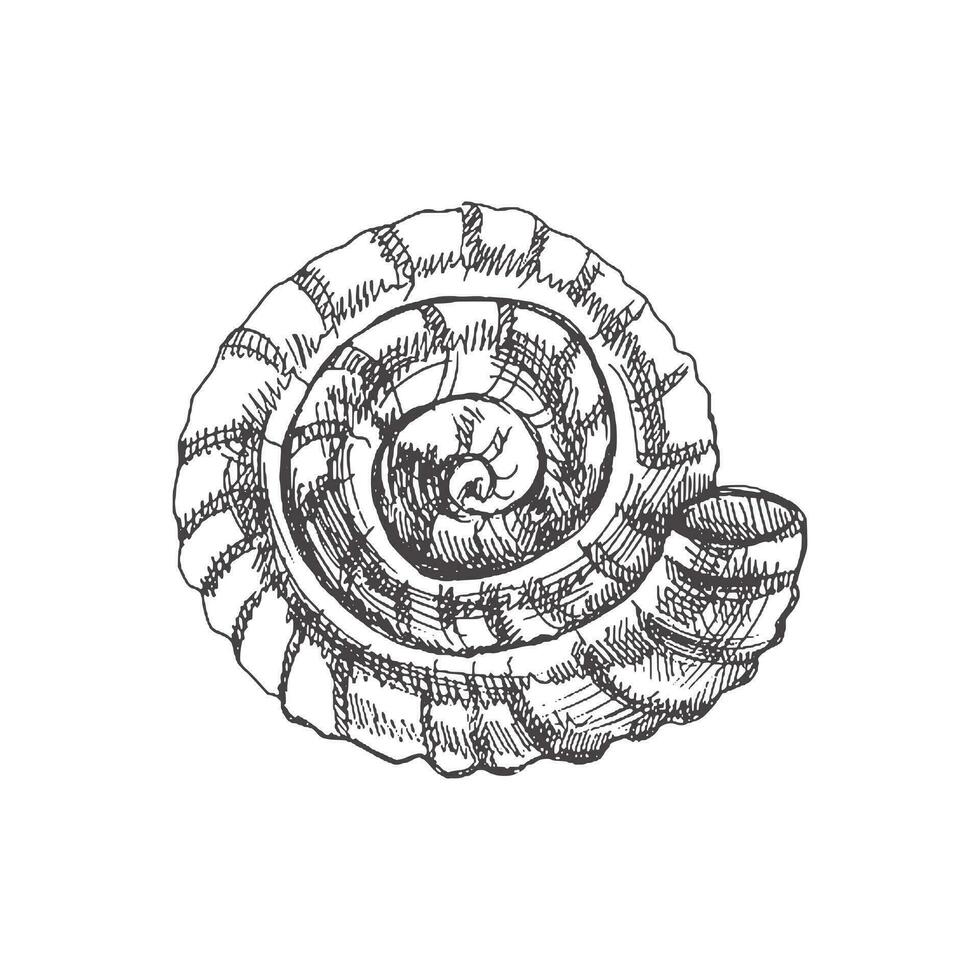 mão desenhado esboço do pré-histórico amonite, Concha do mar. esboço estilo vetor ilustração isolado em branco fundo.