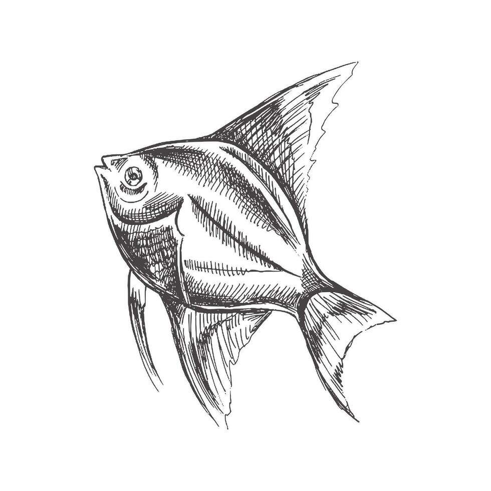 tropical peixe ilustração, desenho, gravação, tinta, linha arte, vetor. peixe esboço mão desenho. vetor aquático monocromático ilustração isolado em branco fundo.