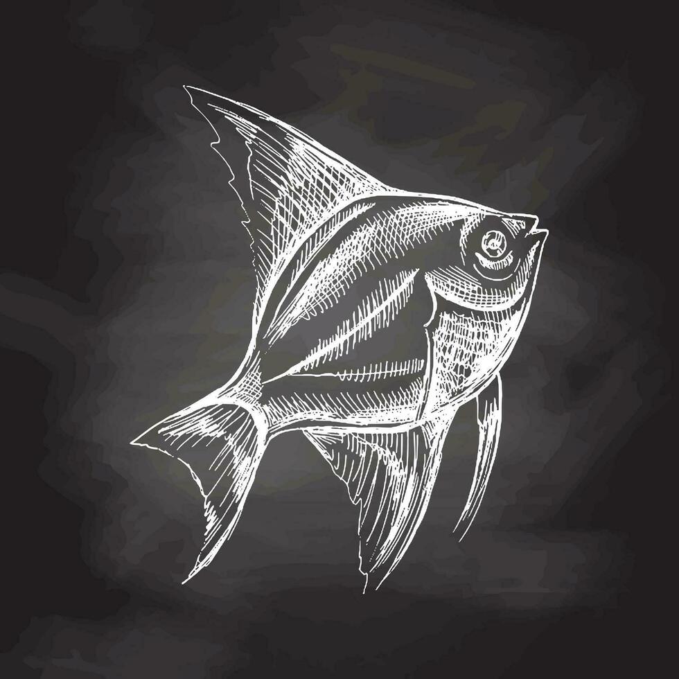 tropical peixe ilustração, desenho, gravação, tinta, linha arte, vetor. peixe esboço mão desenho. vetor aquático monocromático ilustração isolado em quadro-negro fundo.