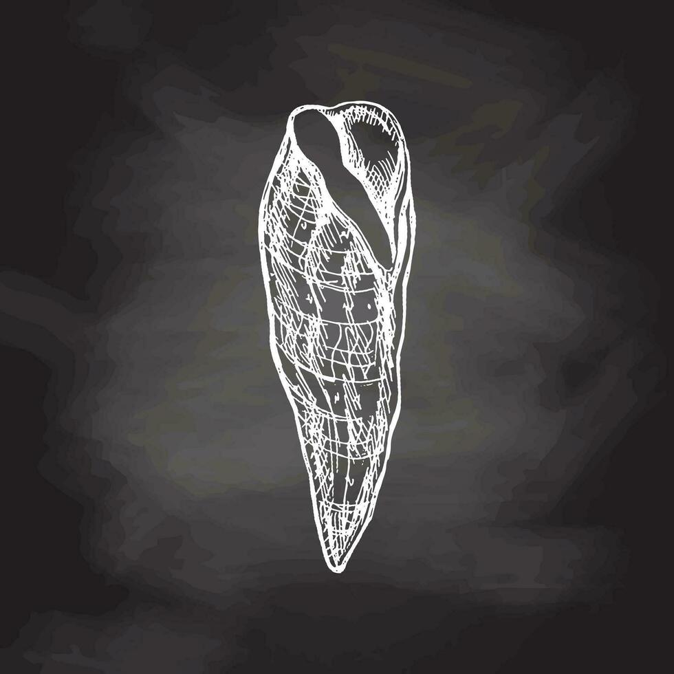 mão desenhado branco esboço do Concha do mar, amêijoa, concha, búzio. Vieira mar concha, esboço estilo vetor ilustração isolado em quadro-negro fundo.