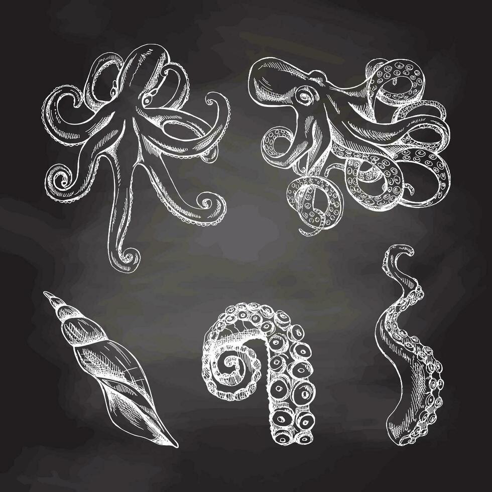 polvos, polvo tentáculos, Concha do mar vetor definir. mão desenhado branco esboço ilustração. coleção do realista oceano criaturas isolado em quadro-negro fundo.