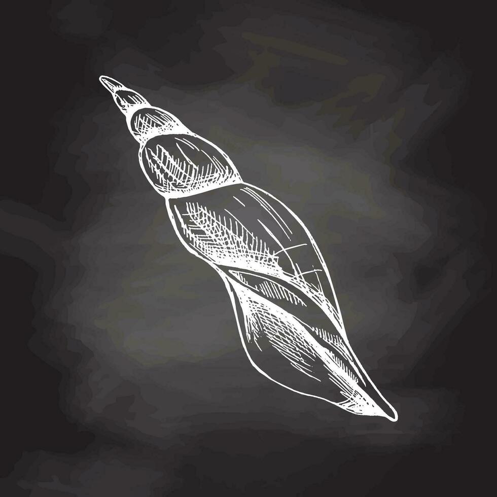 mão desenhado esboço do Concha do mar, amêijoa, concha Vieira mar concha, esboço estilo vetor ilustração isolado em quadro-negro fundo.