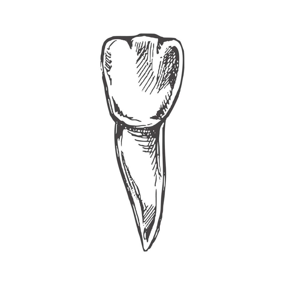 altamente detalhado mão desenhado humano dente com raízes. mão desenhado esboço. ilustração isolado em branco fundo. vetor