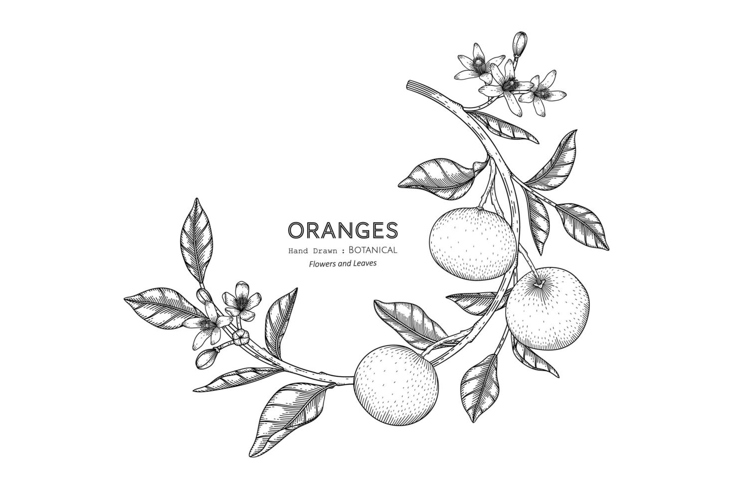 ilustração botânica de frutas laranjas desenhada à mão com arte de linha vetor