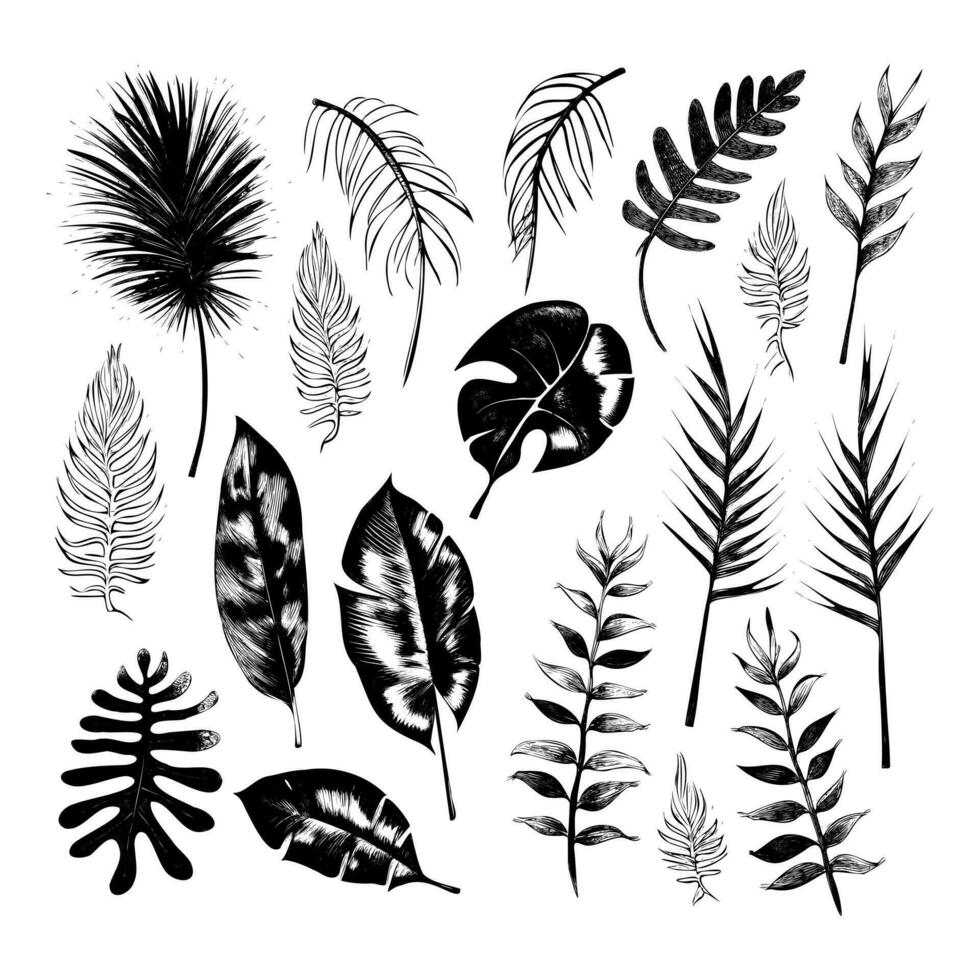 ilustração conjunto do tropical plantas e folhas, mão desenhado estilo, esboço esboço. vetor