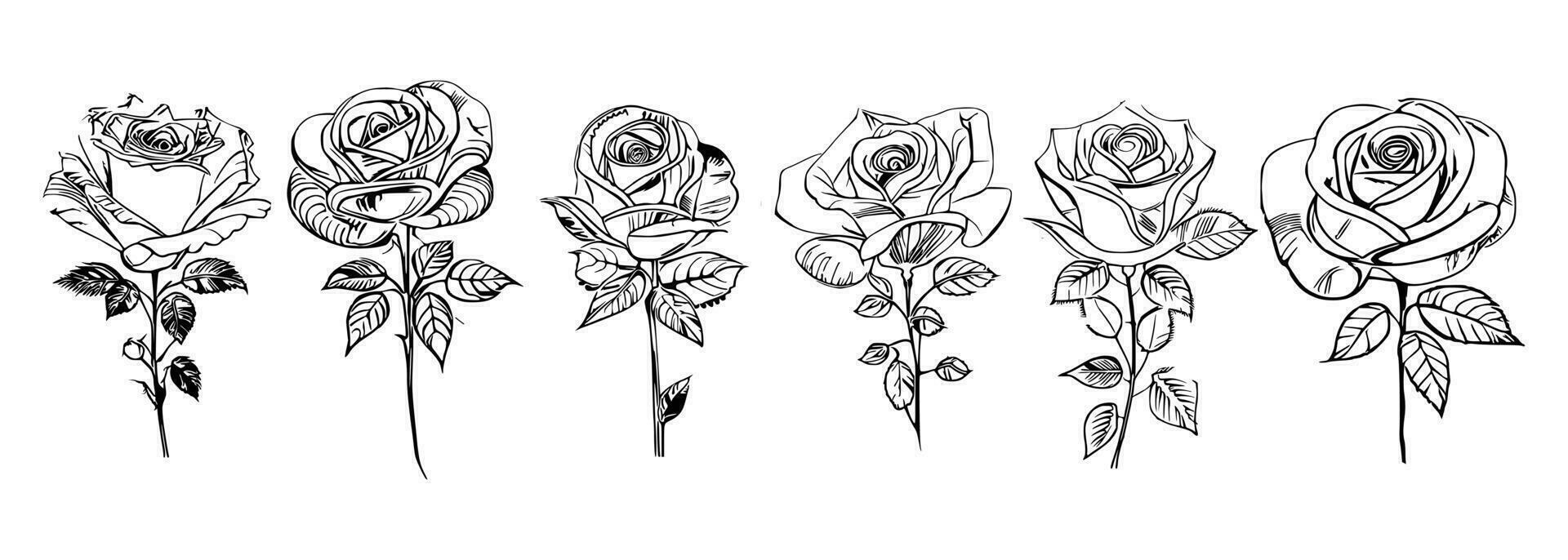 rosas conjunto linha arte vetor