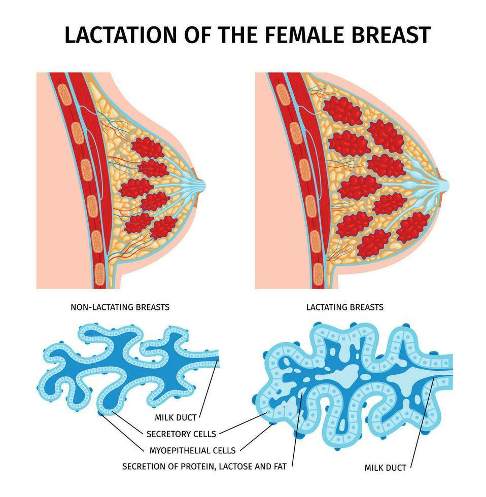 fêmea lactação anatomia composição vetor