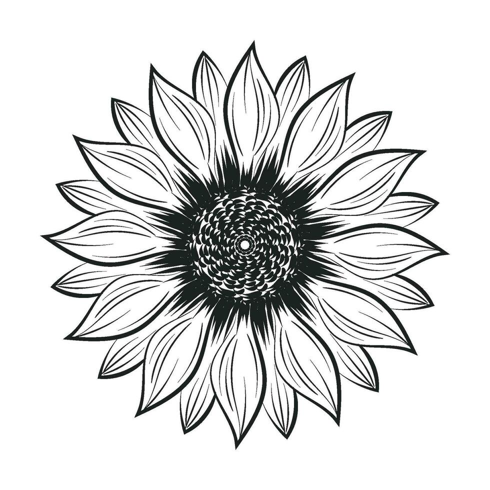 girassol contorno, girassol linha arte, floral linha desenho, Preto e branco girassóis vetor ilustração