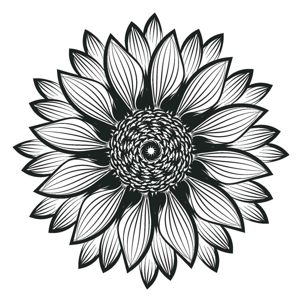 girassol contorno, girassol linha arte, floral linha desenho, Preto e branco girassóis vetor ilustração