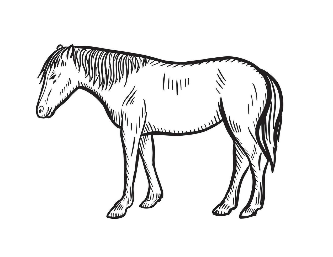 esboço ilustração do cavalo, rabisco mão desenhado.agricultura. gado, vetor ilustração