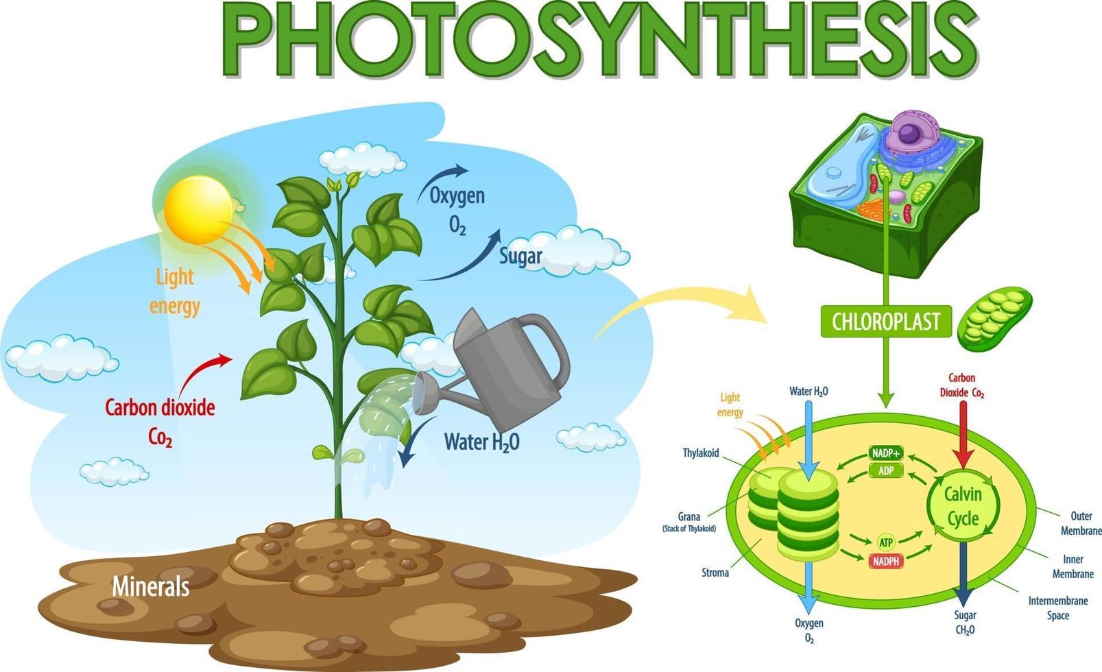 diagrama mostrando o processo de fotossíntese na planta vetor