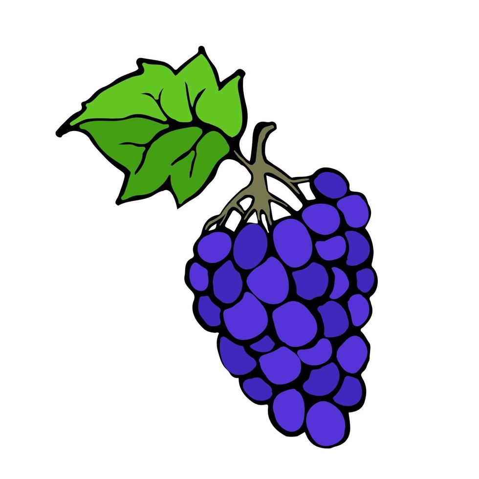 as uvas são desenhadas à mão por um forro, depois traçadas e processadas em um ilustrador. uvas de vetor em estilo doodle. elemento de design para material impresso e tecido