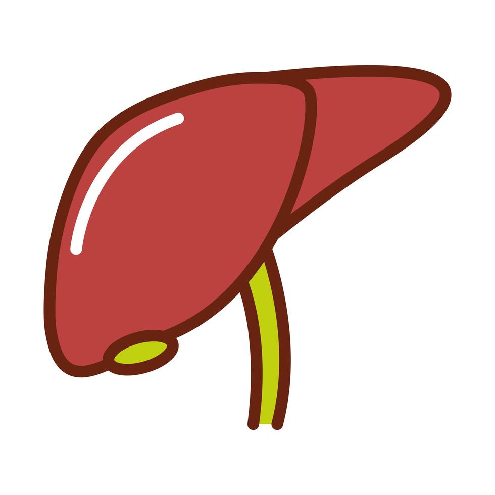 corpo humano anatomia fígado órgão saúde linha e ícone de preenchimento vetor