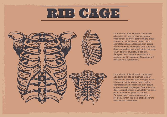 Fundo Digital Ribcage vetor