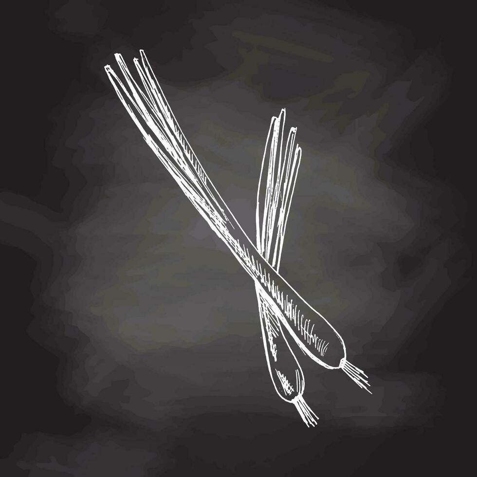orgânico Comida. mão desenhado vetor esboço do Primavera cebola. rabisco vintage ilustração isolado em quadro-negro fundo.