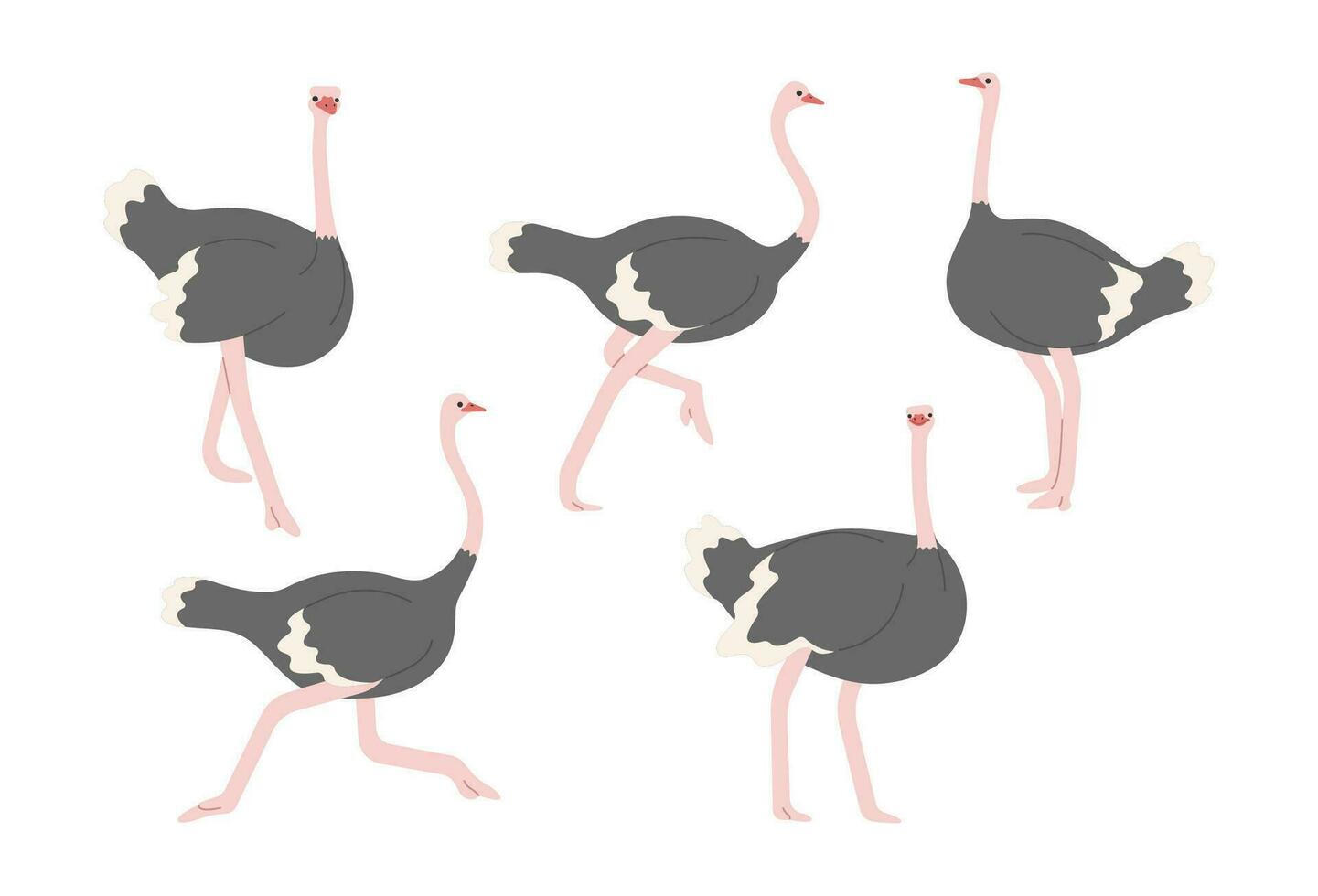 avestruz grupo fofa vetor
