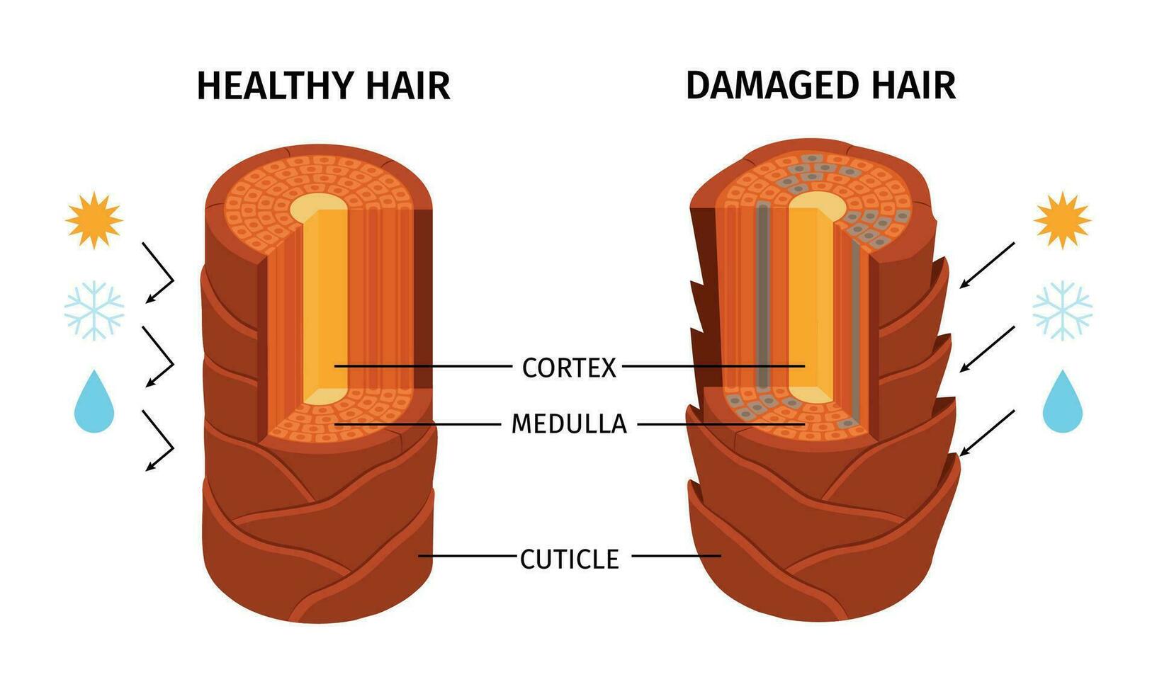 saudável estragado cabelo composição vetor