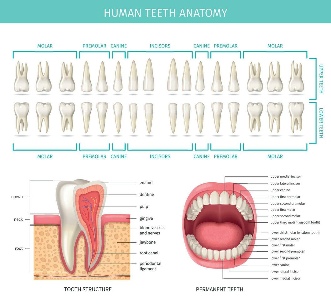 humano dentes anatomia vetor