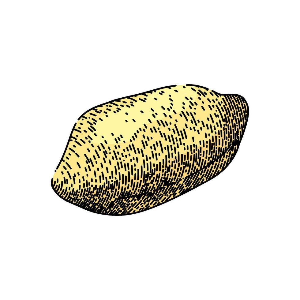 amendoim noz Comida delicioso esboço mão desenhado vetor